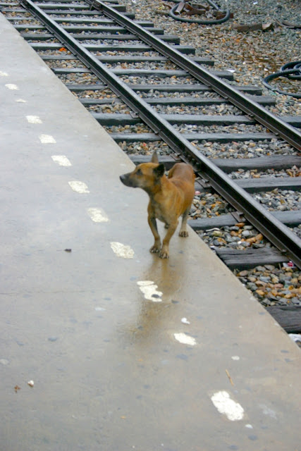 Lone dog at the train station looking for scraps.