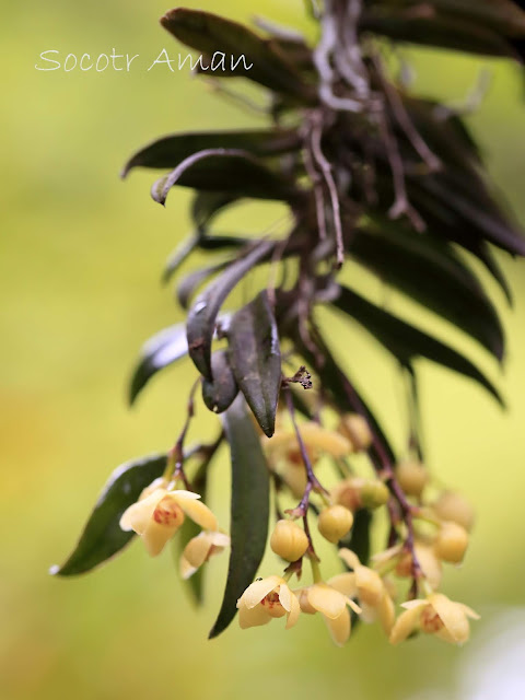 Thrixspermum japonicum