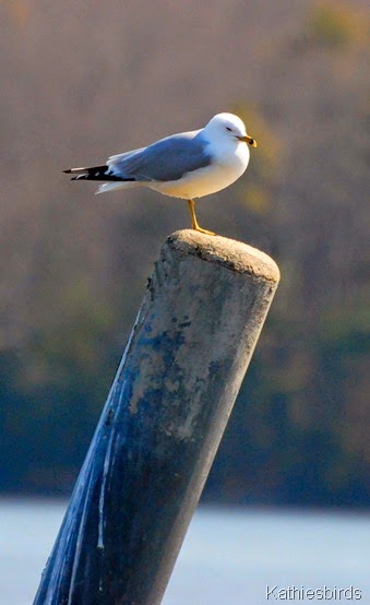 4. rb gull-kab