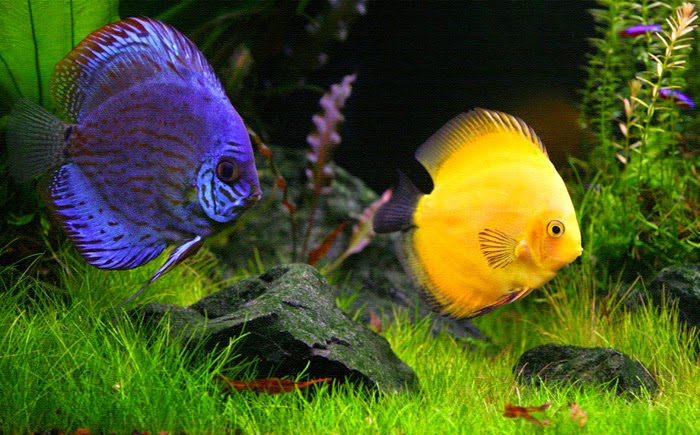 Memelihara Ikan Discus Dalam Aquascape Dunia  Akuarium