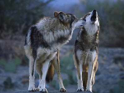 Mexican Wolves desktop wallpaper