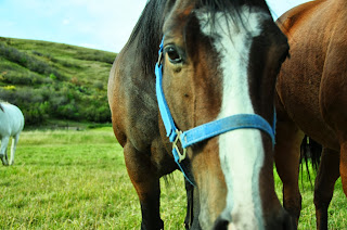 Bay ranch horse with blaze in pasture