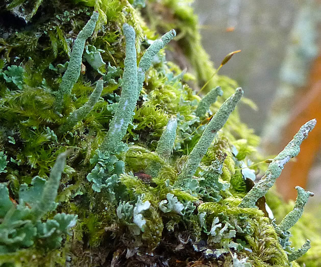 Close up image of thick lichens and mosses