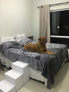 escadas para cães pesados