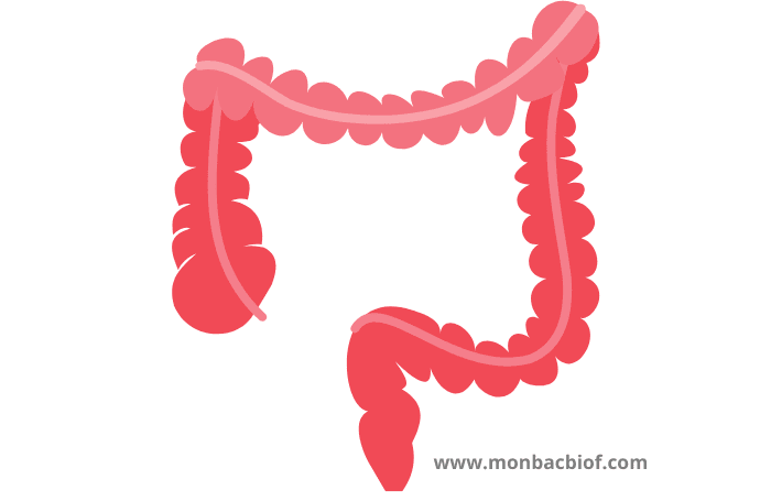 Le gros intestin ou colon