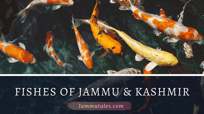 Types of Fishes in Jammu and Kashmir
