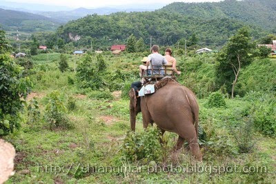 Right Pachyderm to Trip in the Forest  Chiang Mai