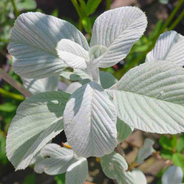 Рябина Уорда / Гриффитария Уорда (Sorbus wardii, =Griffitharia wardii)