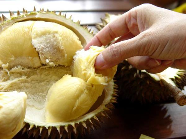 makan buah durian