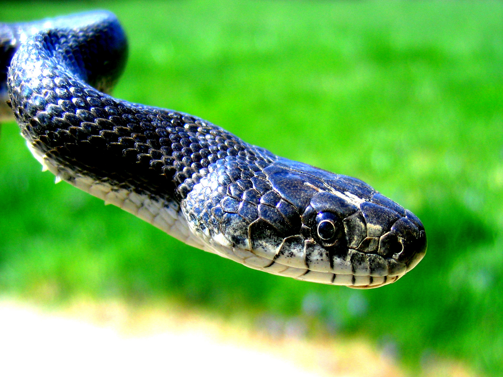 HD Wallpaper of Blue Snake | HD Wallpapers