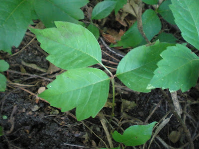 stages of poison ivy rash pictures. poison oak vs poison ivy rash.