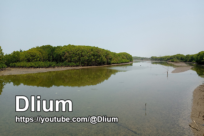 Dlium Loop-root mangrove (Rhizophora mucronata)