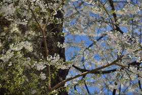 コマーシャルエクター　桜