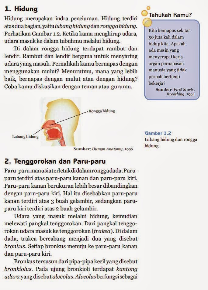 Rumaniyah Fungsi Alat  Pernapasan  Pada Manusia dan Hewan 