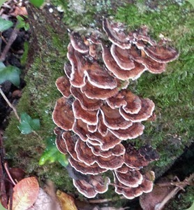 Bracket Fungus