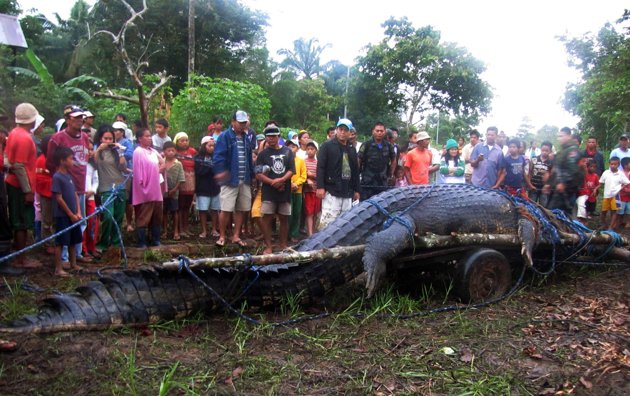 Buaya Raksasa Seberat 1 Ton Tertangkap Hidup-Hidup