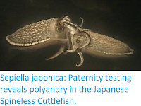 https://sciencythoughts.blogspot.com/2020/02/sepiella-japonica-paternity-testing.html