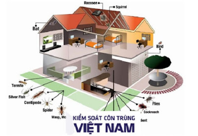 Phòng chống mối cho Công trình hiệu quả