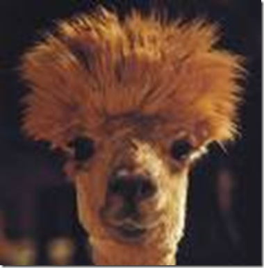 bad hair day