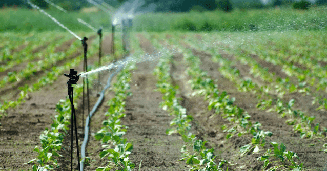 Gardening-Tips-for-Efficient-Irrigation-Keeping-Your-Garden-Green-and-Sustainable