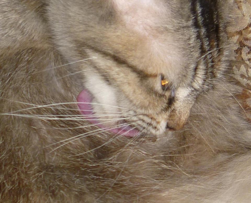 Kucing Utara: Jangkitan darah Kucing Haemobartonellosis