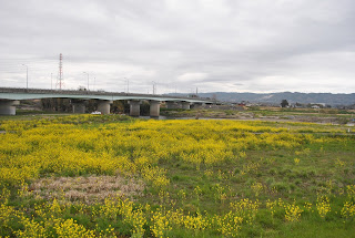 国道6号榊橋付近の菜の花