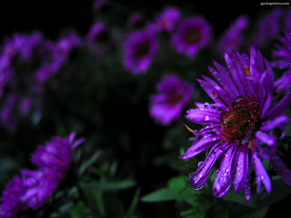 Dark/ Bright Purple Flower