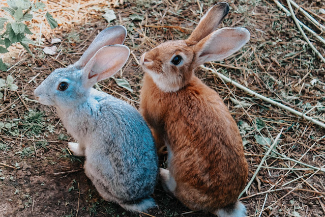 Small Pets, Big Emotions: Why We Love Our Furry Friends