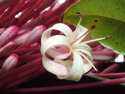 煙火樹的雌蕊