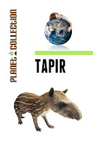 Image: Tapir: Picture Book (Educational Children's Books Collection) - Level 2 (Planet Collection 127) | Kindle Edition | by Planet Collection (Author) | Publisher: Planet Collection; v1.0 edition (August 22, 2012)