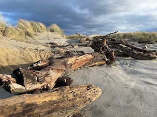 Logs and woody debris on beach at Manzanita, Oregon