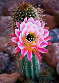 Pink cactus flower