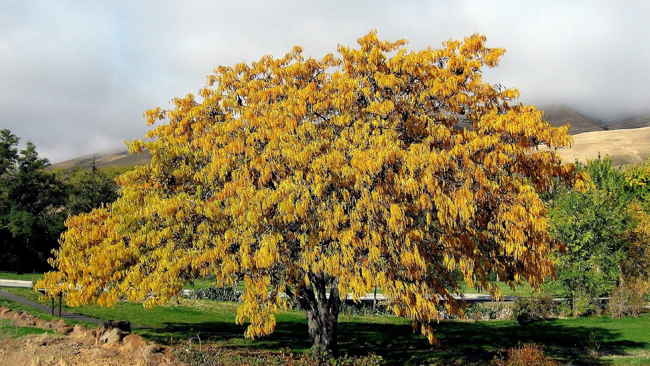 Honey Locust Tree Facts