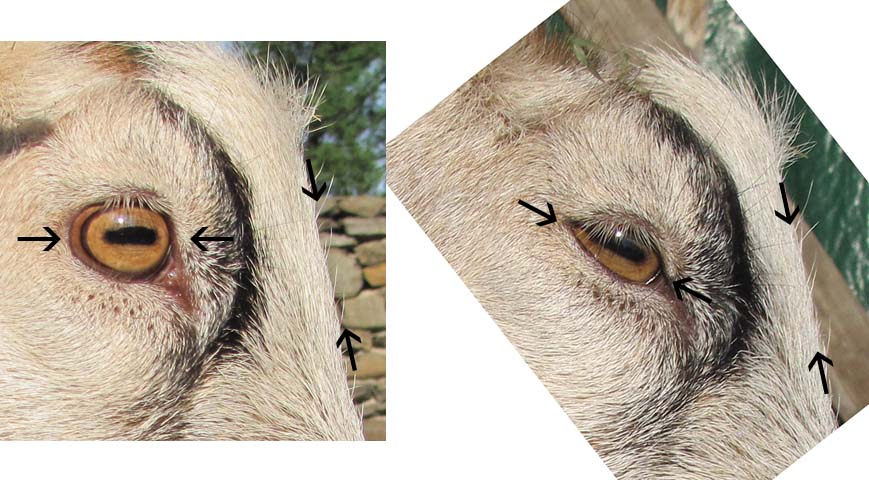 To test out this theory I took photos of Lucky the goat's head in two 