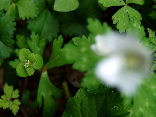 Anemone flaccida