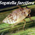 Wereng punggung putih (Sogatella furcifera Horvarth)