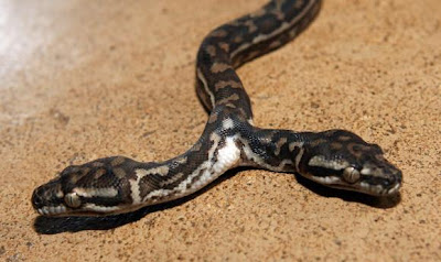 rare snake returned a two headed albino black rat snake