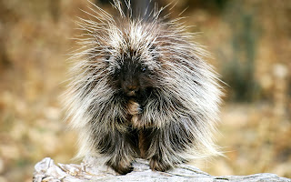 Funny Porcupine