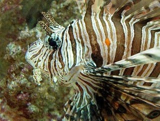 Beauty lion fish style