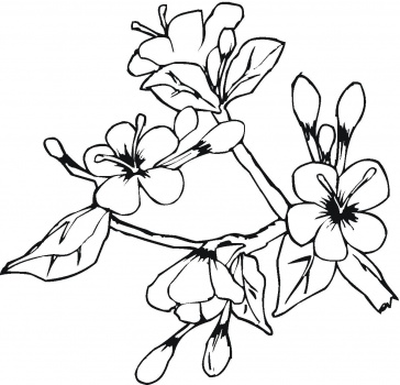 Flower Coloring Pages on Flowers Coloring Pages