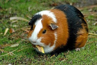 Marmut (Guinea Pig)