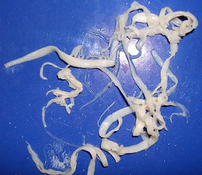  Treatment of Worms inward Chickens including medication dosage information Control & Treatment of Worms inward Chickens 