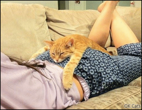 Art Cat GIF • Woman twerking with her sleepy kitty lying on her but, hahaha they mad! [ok-cats.com]