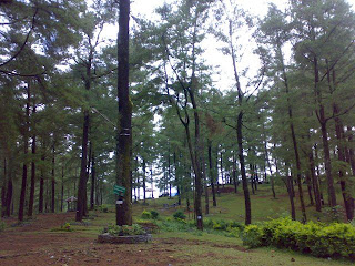 hutan pinus