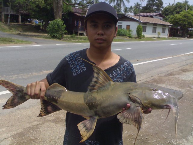 Joranbiru.blogsport.com: Ikan Sungai Pahang (Temerloh)