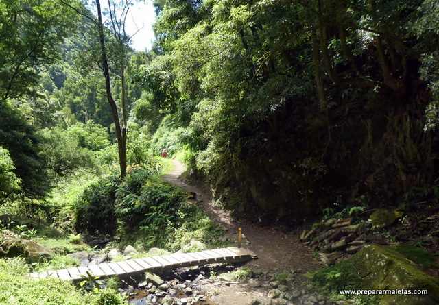 bosques tipo selva en las islas Azores