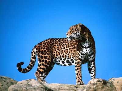 Jaguar on Jaguar By Coloring Jaguar Pictures Presented Below  Download Free