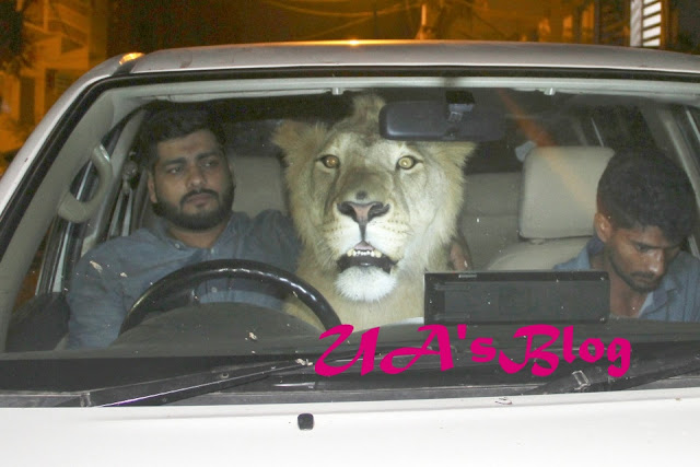 Unbelievable! Meet The Brothers Who Live And Drive Around With A Lion Called Simba (Photos)