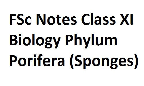 FSc Notes Class XI Biology Phylum Porifera (Sponges) fscnotes0