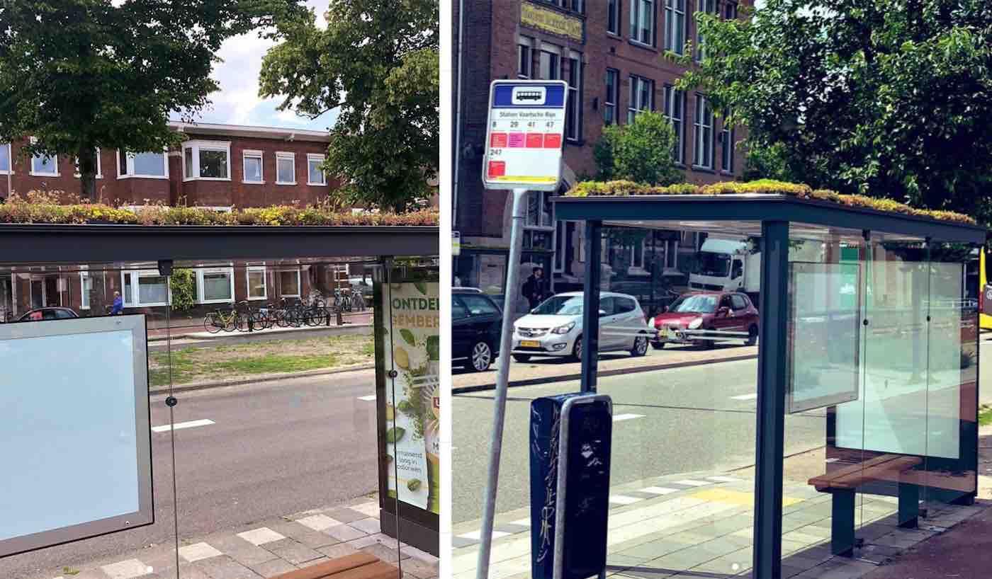 316 Bus Stops In The Netherlands Are Transforming Into Green Sanctuaries For Bees